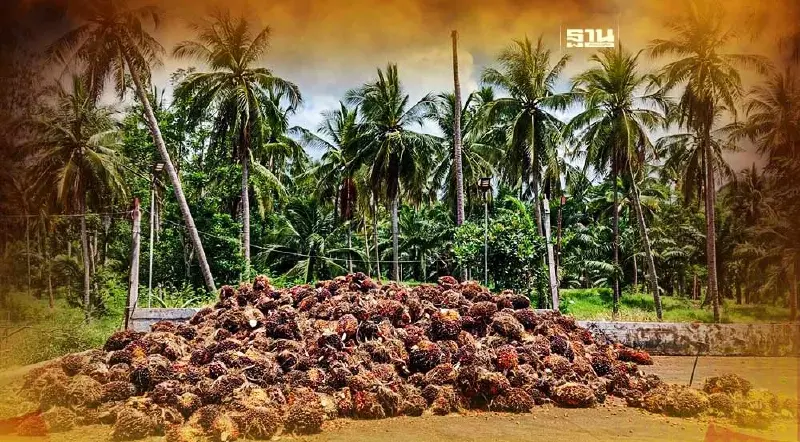 พาณิชย์ เร่งตรวจลานเท-โรงสกัดหลังติดคิวนานกว่าปกติ