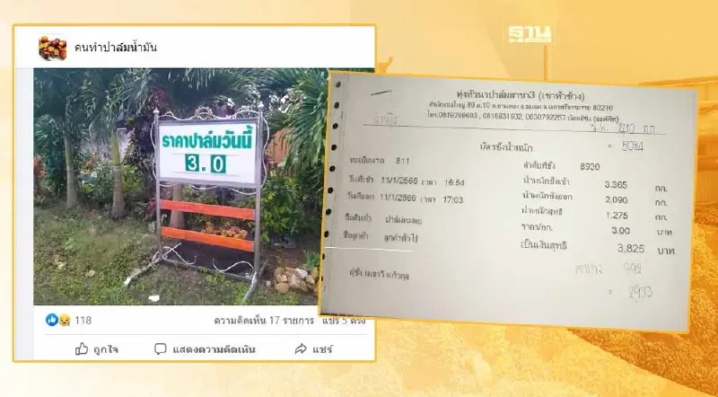 ร้องหา “ประกันรายได้ปาล์ม” ลานเท วันนี้ราคารับซื้อ 3 บาท/กก.