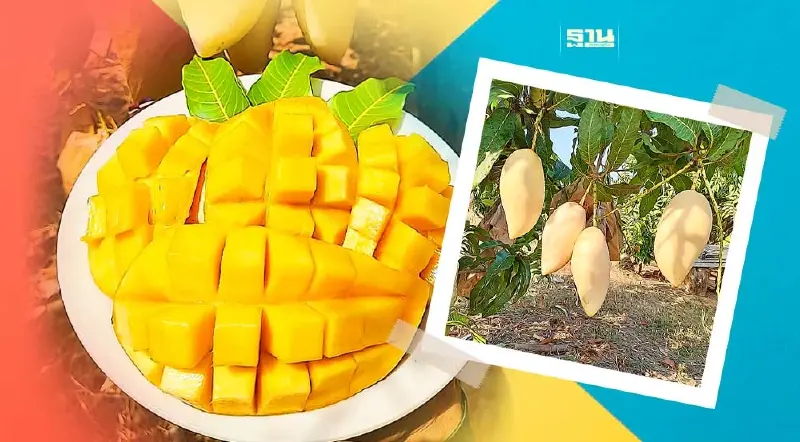 “มะม่วงน้ำดอกไม้สีทอง”พิษณุโลก ขึ้นทะเบียนสินค้า GI