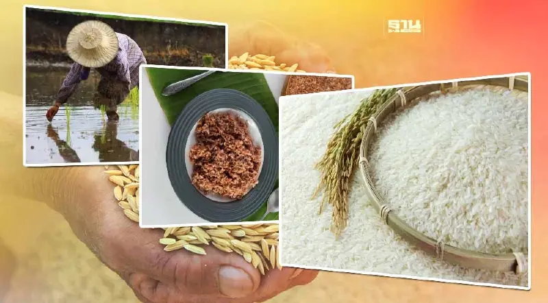 รู้จัก “ข้าวสังข์หยดพัททลุง-หอมมะลิทุ่งกุลาฯ”