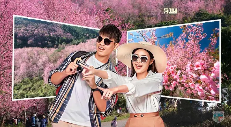 ชมดอกนางพญาเสือโคร่ง “ซากุระเมืองไทย” บานสะพรั่งเต็มภูลมโล