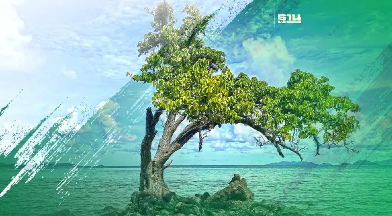 ป่าไม้ตราดส่งรุกขกรฟื้นฟูสุขภาพต้นตะบันเกาะขายหัวเราะ