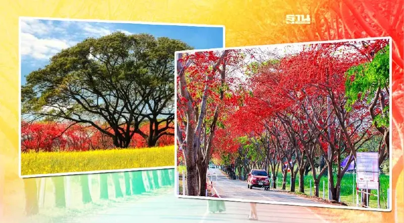 อ.ส.ค.โชว์ “อุโมงค์ประดู่แดง”ถนนสายดอกไม้ แหล่งเที่ยวใหม่สระบุรี