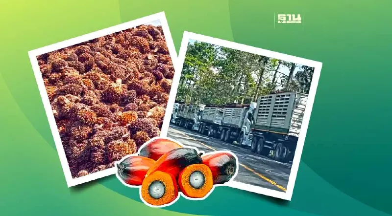 ตรังบุกตรวจสต็อกปาล์มทะลักโรงงานเดินเครื่อง24ชม.ยังสกัดไม่ทัน