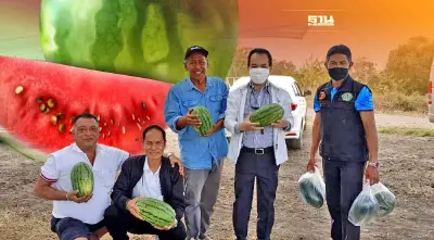 ชาวนา ดี๊ด๊า "ปลูกแตงโม" หลังนา กำไรอู้ฟู่