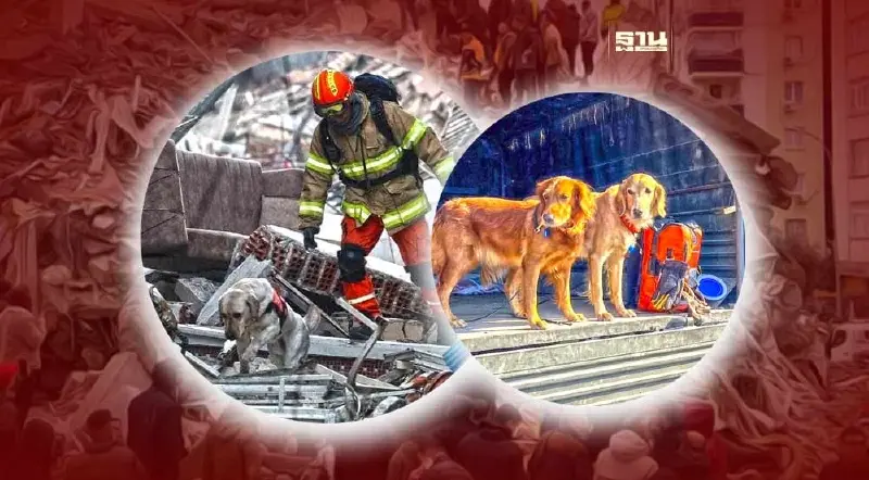 “สุนัข”เพื่อนแท้ยามยาก กับภารกิจเพื่อมวลมนุษยชาติ