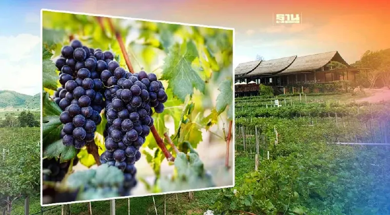 เริ่มแล้ว เทศกาลเก็บเกี่ยวองุ่น “มอนซูน แวลลีย์” แปลงใหญ่สุดในไทย