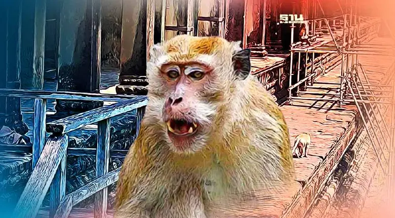 "ลิงป่วนในนครวัด" กัมพูชาเตือนห้ามให้อาหาร