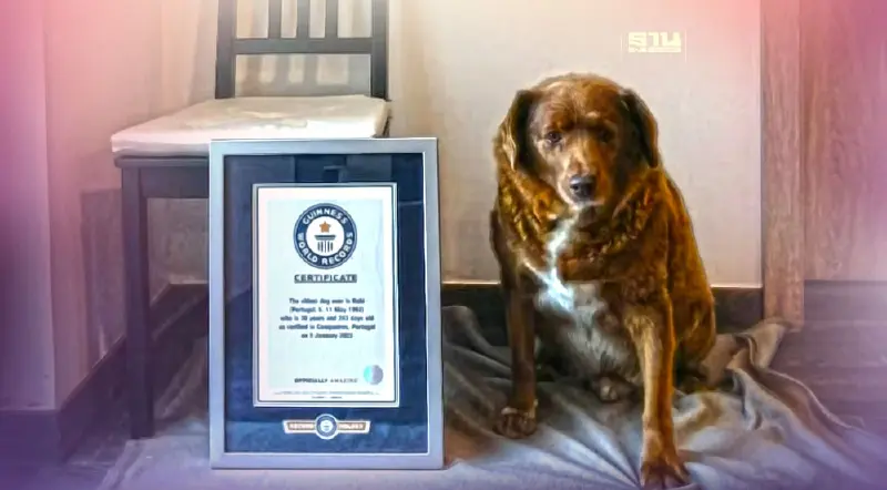 รู้จัก "โบบี้" ทวดหมาอายุยืนที่สุดในโลก รับรองโดยกินเนสส์เวิลด์ฯ