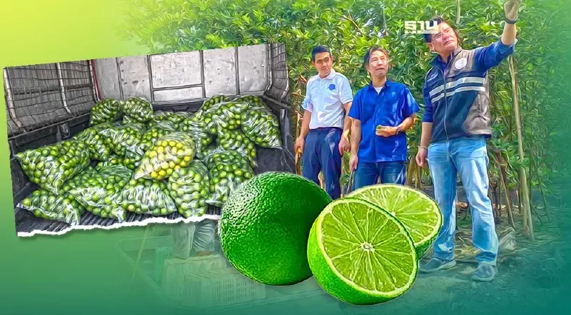 พาณิชย์ลุยสำรวจแหล่งปลูกมะนาวชี้ติดดอกมากขึ้น