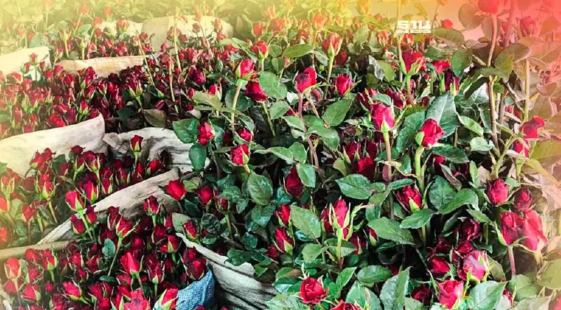 วาเลนไทน์คึกคักกุหลาบ"พบพระ"ราคาพุ่งเกรดเอดอกละ10บาท 