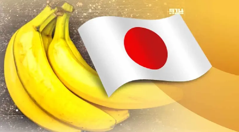 ตลาดกล้วยหอมในญี่ปุ่นบูม  พาณิชย์เร่งขึ้นสินค้าอัตลักษณ์