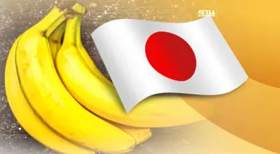 ตลาดกล้วยหอมในญี่ปุ่นบูม  พาณิชย์เร่งขึ้นสินค้าอัตลักษณ์