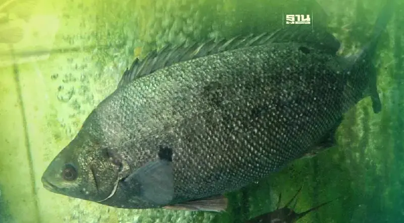 "ปลาหยก" ซีพี ชื่อภาษาอังกฤษ ชื่ออะไร อ่านที่นี่