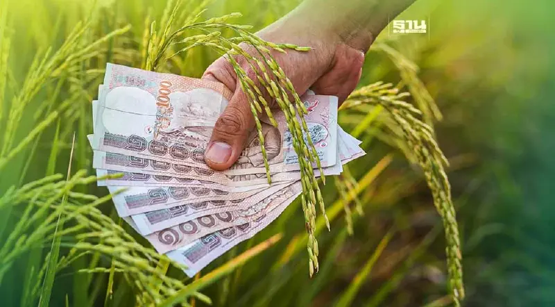 ประกันรายได้ข้าวงวด19 มาแล้ว จ่ายเงิน22ก.พ.นี้