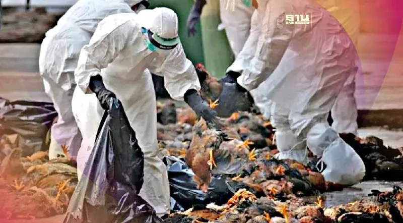 เตือนภัย "ไข้หวัดนก" พบในประเทศใหม่ๆ  ส่อระบาดยาวเป็นโรคประจำถิ่น