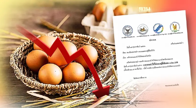 ผู้เลี้ยงระส่ำ “ไข่ไก่” ราคาร่วง สวนทางลูกไก่-อาหารสัตว์แพง
