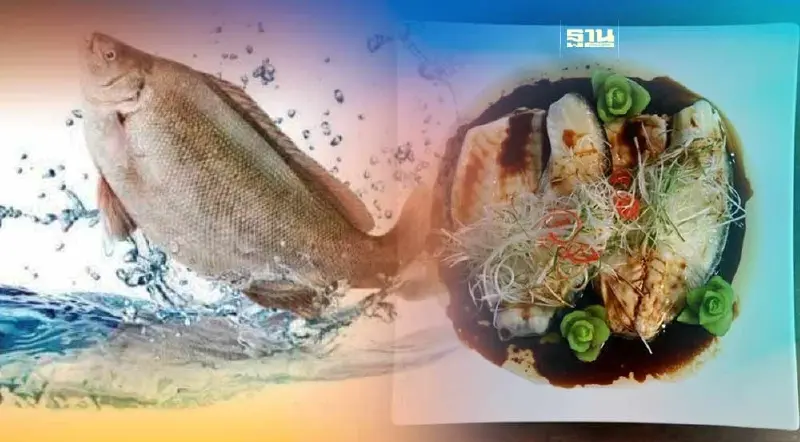 เปิดวิธีเลี้ยง "ปลาหยก" ของ "ซีพี" มีวิธีการ ขั้นตอนอย่างไร อ่านเลยที่นี่