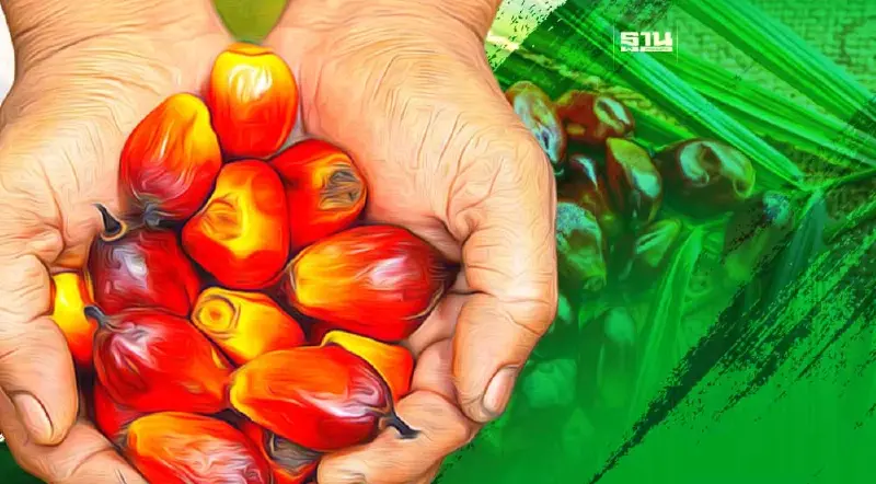 “พาณิชย์”เล็งชงครม.ไฟเขียวปรับเงื่อนไขส่งออกน้ำมันปาล์ม