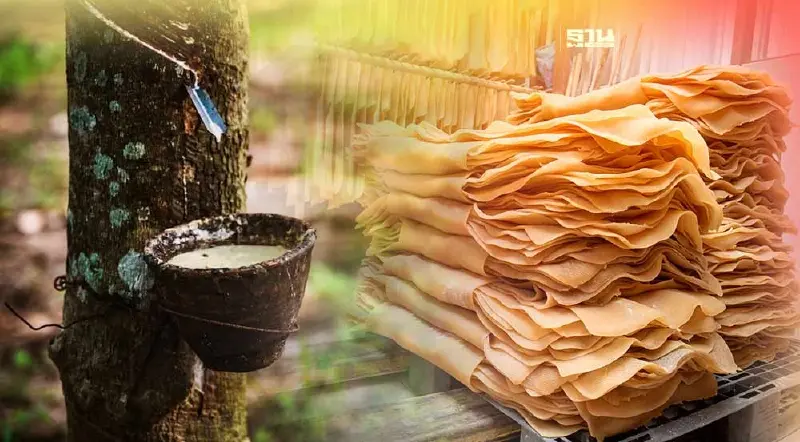 จับตา ครม.ไฟเขียว “ประกันรายได้ยางพารา” เฟส 4