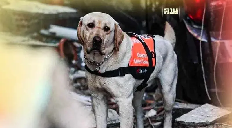 "เซียร่า" กับ "ซาฮาร่า" กว่าจะมาเป็น สุนัขกู้ภัย K9 ช่วยแผ่นดินไหวตุรกี