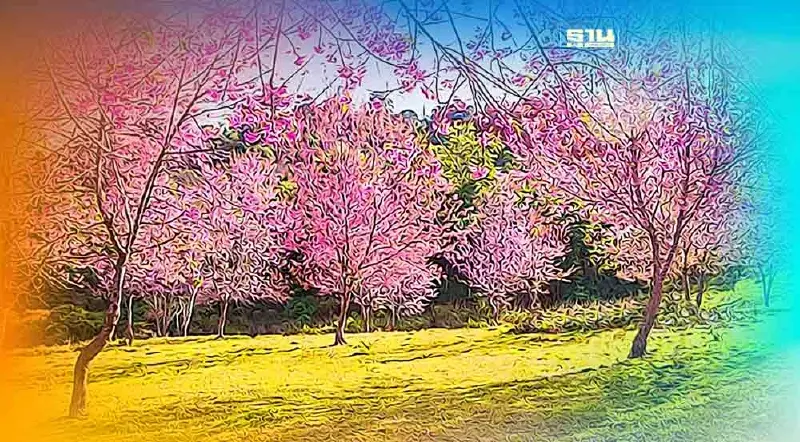 อย่าไปเก้อ ! "ภูลมโล" ปิดชมดอกนางพญาเสือโคร่งแล้ว