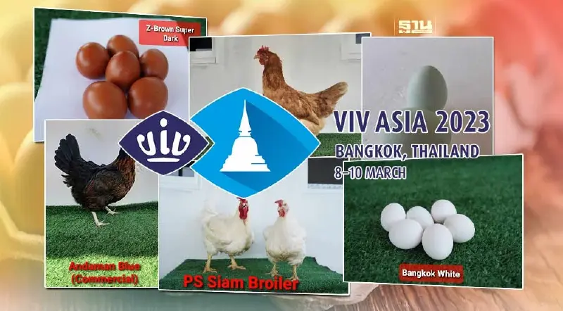 มานิจฟาร์ม เปิดตัว “พ่อแม่พันธุ์ไก่ไข่- ไก่เนื้อ” สายพันธุ์ไทยครั้งแรก