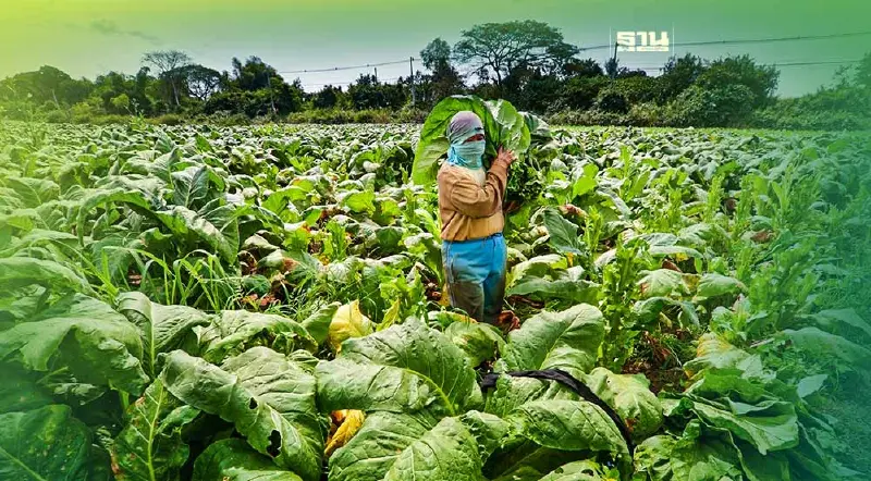 ยาสูบเตรียมนำที่ 2 พันไร่ให้เช่า ทดแทนยอดขายบุหรี่วูบ