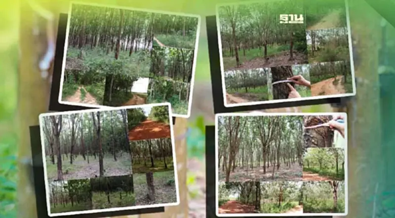 ปปง. เปิดประมูลต้นยางพารา 88 ไร่ ใน จ.บุรีรัมย์ ปปง. เปิดประมูลต้นยางพารา 88 ไร่ ใน จ.บุรีรัมย์