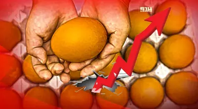 “ไข้หวัดนก”ระบาด ไข่ไก่ขาดแคลนทั่วโลก ชี้ราคาปรับขึ้นตามกลไกตลาด