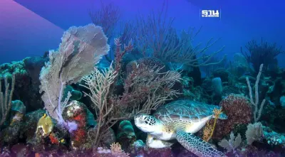 รู้จัก “สนธิสัญญาทะเลหลวง” โอกาสสุดท้ายของมหาสมุทร