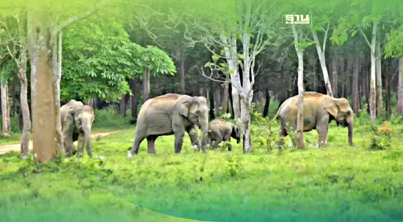วันช้างไทย เปิดยุทธศาสตร์ 4 ข้อแก้ไข ลดปัญหา คนกับช้างป่า อย่างยั่งยืน