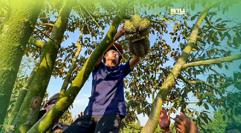 ปีนต้นลงมีดผู้ว่าฯตัดลูกแรกทุเรียน"ตราด" ปีนต้นลงมีดผู้ว่าฯตัดลูกแรกทุเรียน"ตราด"