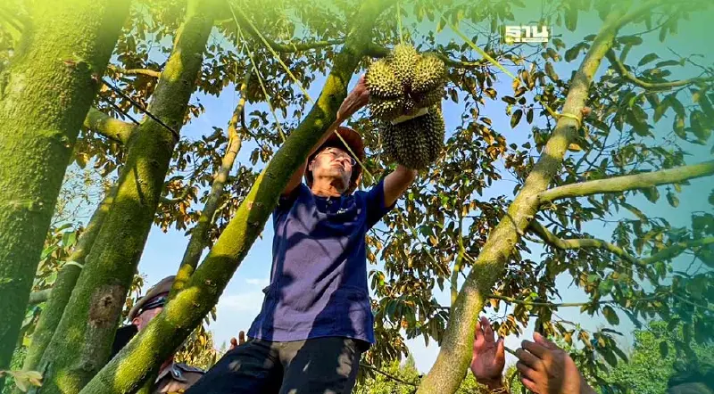  ปีนต้นลงมีดผู้ว่าฯตัดลูกแรกทุเรียน"ตราด"