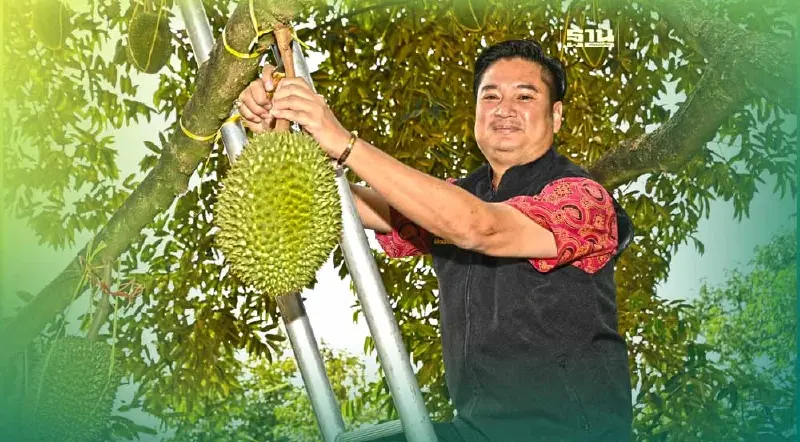 ตัดทุเรียน “พวงมณี” ลูกแรก ภาคตะวันออก ประเดิมราคา 250-300 บาท/กิโลกรัม