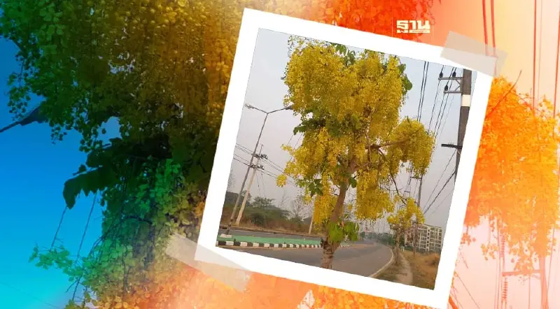 ดอกคูนสะพรั่ง2ข้างถนนเมืองแม่สอดนับถอยหลังสู่มหาสงกรานต์คึกคัก