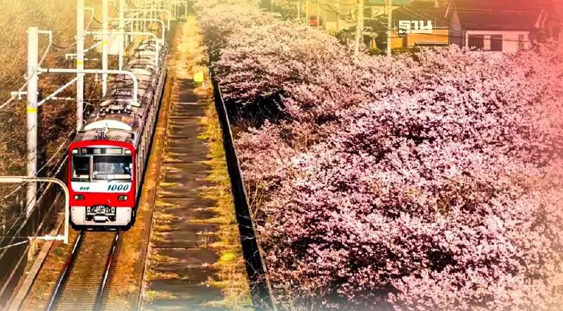 ตระการตา"ซากุระ"บานสะพรั่ง!กรุงโตเกียว