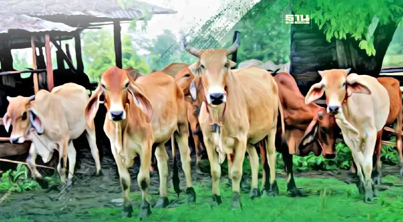 ครม.อนุมัติสินเชื่อ "โคล้านครอบครัว" วงเงิน 5 พันล้าน