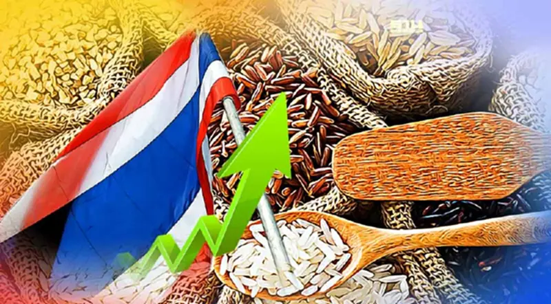 ส่งออก"ข้าวไทย"ยังยืนหนึ่งในตลาดแอฟริกา ส่งออก"ข้าวไทย"ยังยืนหนึ่งในตลาดแอฟริกา