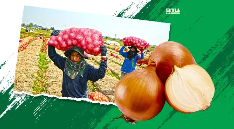 พาณิชย์ผนึกผู้ประกอบการ ซื้อนำตลาด ดันหอมหัวใหญ่พุ่ง 15 บาทต่อ กก.