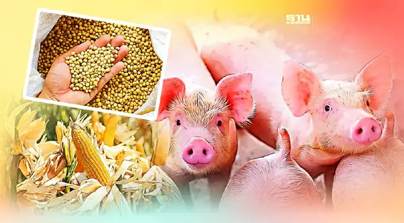 ต้นทุนวัตถุดิบอาหารสัตว์ ทำร้ายเกษตรกรสาหัส ไม่แพ้ “หมูเถื่อน”
