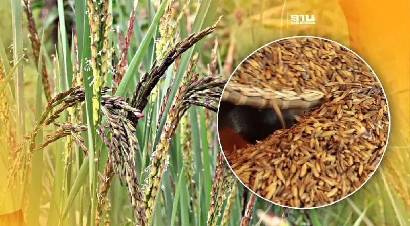 พาณิชย์เปิดตัวข้าวเหนียวแดงเมืองเลย สินค้าGIน้องใหม่