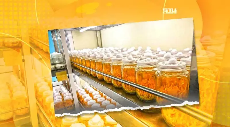 วช.ดันวิจัย เพาะเลี้ยงสกัดถั่งเช่าสีทอง ลดอาการป่วย-ค่ารักษาพยาบาล