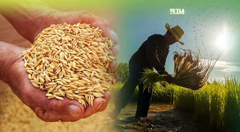 ประกันรายได้ข้าว งวดที่ 23 เกษตรกรยิ้มข้าวเปลือกราคาดี ประกันรายได้ข้าว งวดที่ 23 เกษตรกรยิ้มข้าวเปลือกราคาดี