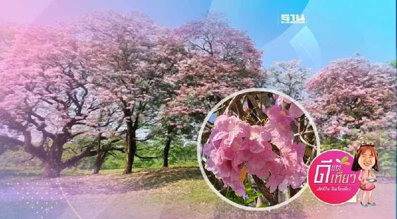 "ชมพูพันธุ์ทิพย์"บานแล้ว เปิดพิกัดสวยปัง ชมซากุระเมืองไทย