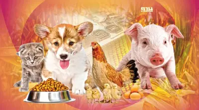 อาหารสัตว์อ่วม ข้าวโพด-กากถั่วฯยังแพงเว่อร์  40 โรงนับถอยหลัง