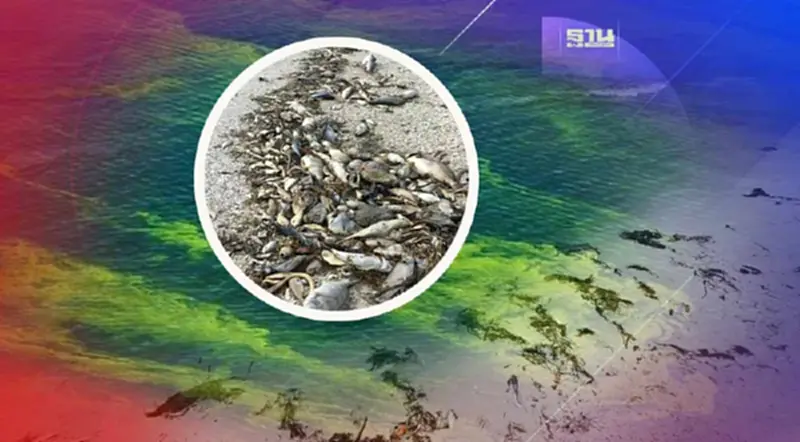 Toxic red tide เมื่อการบานสะพรั่งของสาหร่าย คร่าชีวิตสัตว์ทะเล Toxic red tide เมื่อการบานสะพรั่งของสาหร่าย คร่าชีวิตสัตว์ทะเล