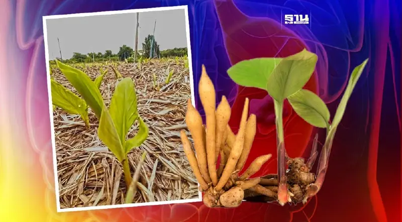 มหิดลคอนเฟิร์ม “กระชายขาว” ยับยั้งแบคทีเรียก่อ “มะเร็งกระเพาะอาหาร” มหิดลคอนเฟิร์ม “กระชายขาว” ยับยั้งแบคทีเรียก่อ “มะเร็งกระเพาะอาหาร”