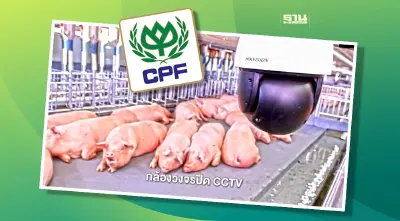 ซีพีเอฟ เดินหน้า Greenfarm ยกระดับอาชีพเลี้ยงหมูปลอดภัย