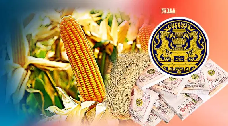 ครม.เคาะวงเงิน 716 ล้านบาท ประกันรายได้ข้าวโพดเลี้ยงสัตว์